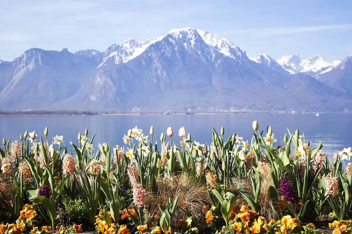 10 Spring-Blooming Bulbs to Plant This Fall for Early Color