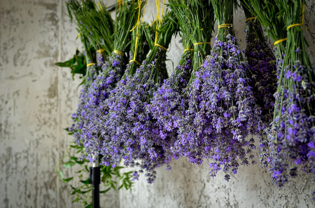 8 Drought-Tolerant Perennials That Survive Dry Summers
