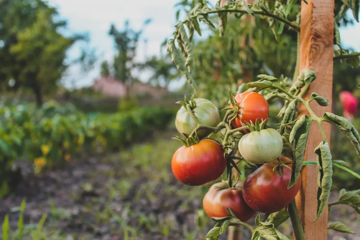 Why Your Tomato Leaves Turn Yellow: 7 Causes and Fixes